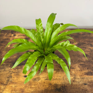 Asplenium 'Bird's Nest Fern'