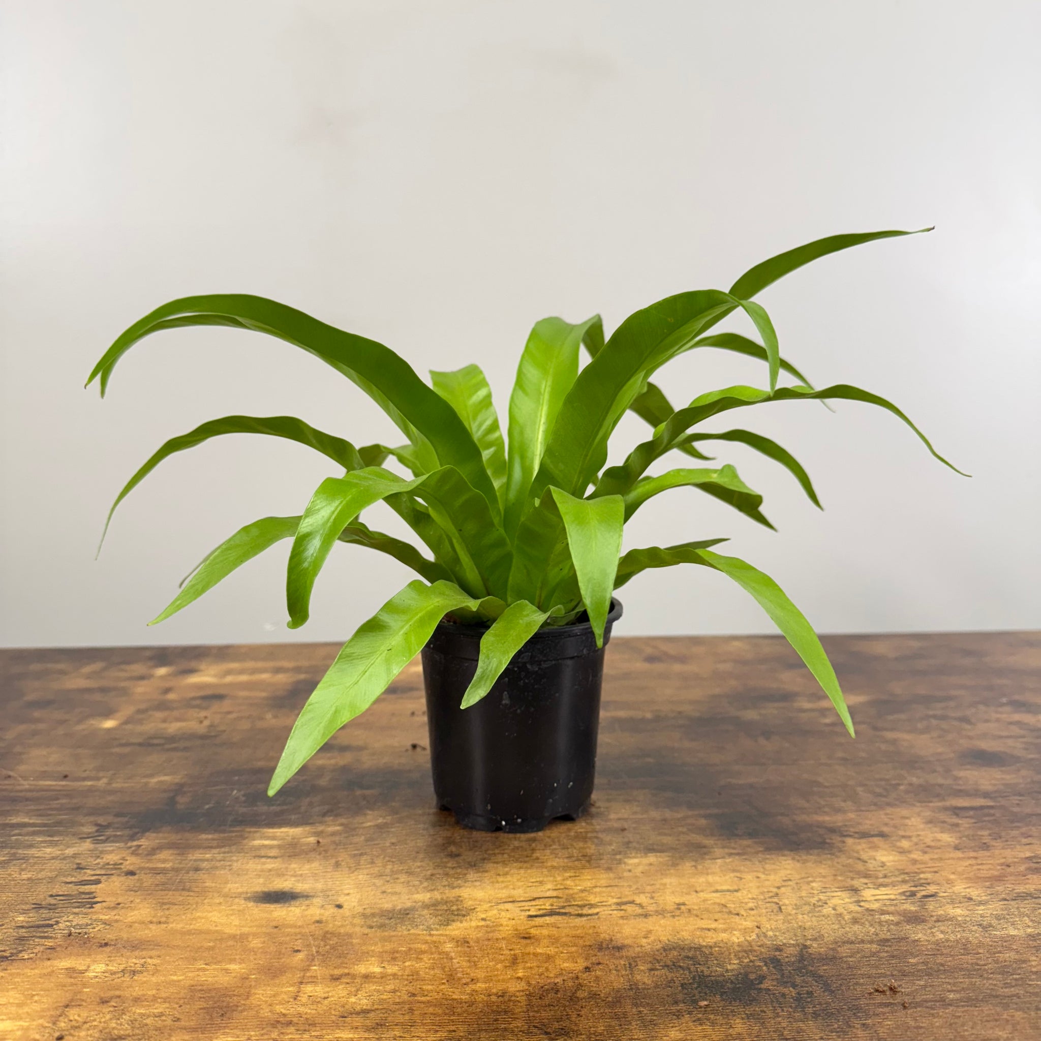 birds nest fern online Asplenium 'Bird's Nest Fern'