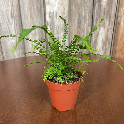 Hemionitis 'Button Fern'