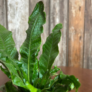 Microsorum 'Crocodile Fern'