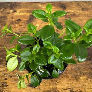 Nematanthus 'Goldfish Plant'