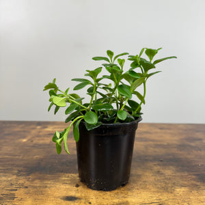 goldfish succulent plant Nematanthus 'Goldfish Plant'