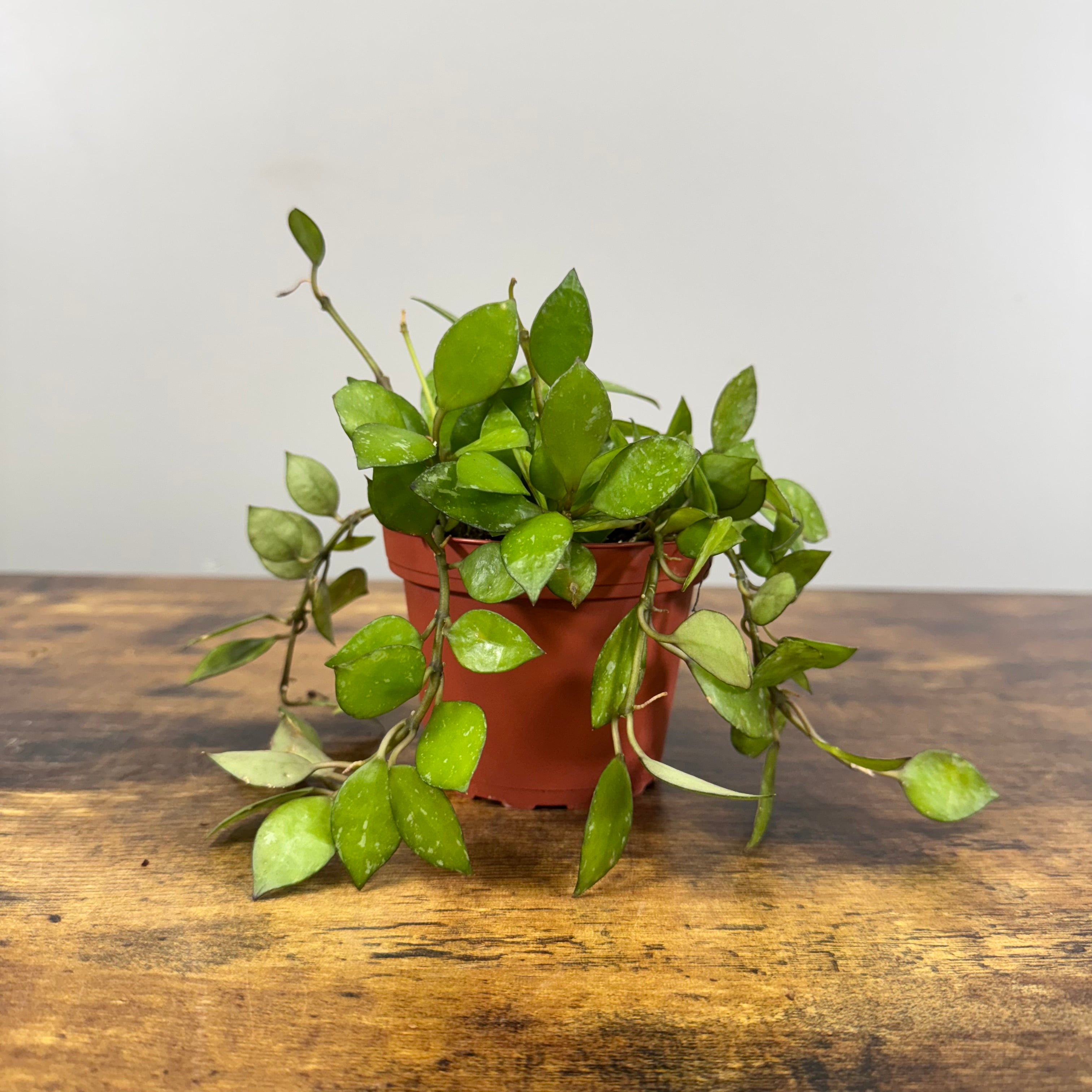 Hoya 'Krohniana Black' – Wasson Nursery