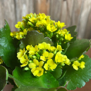 Kalanchoe