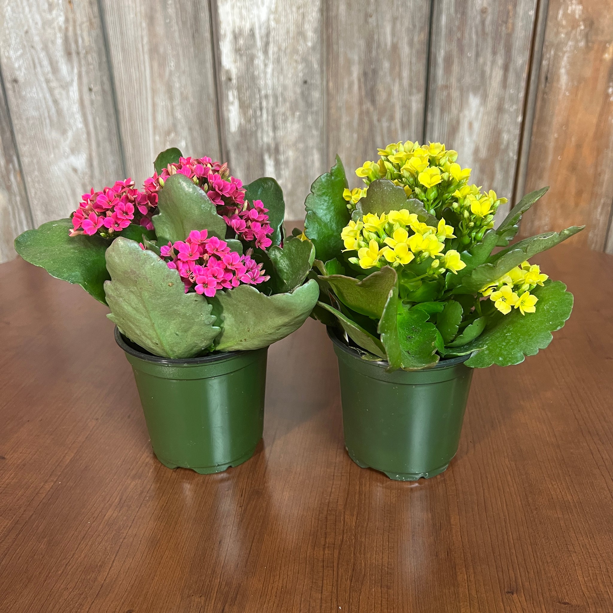 flowering succulents kalanchoe Vibrant Kalanchoe Succulents