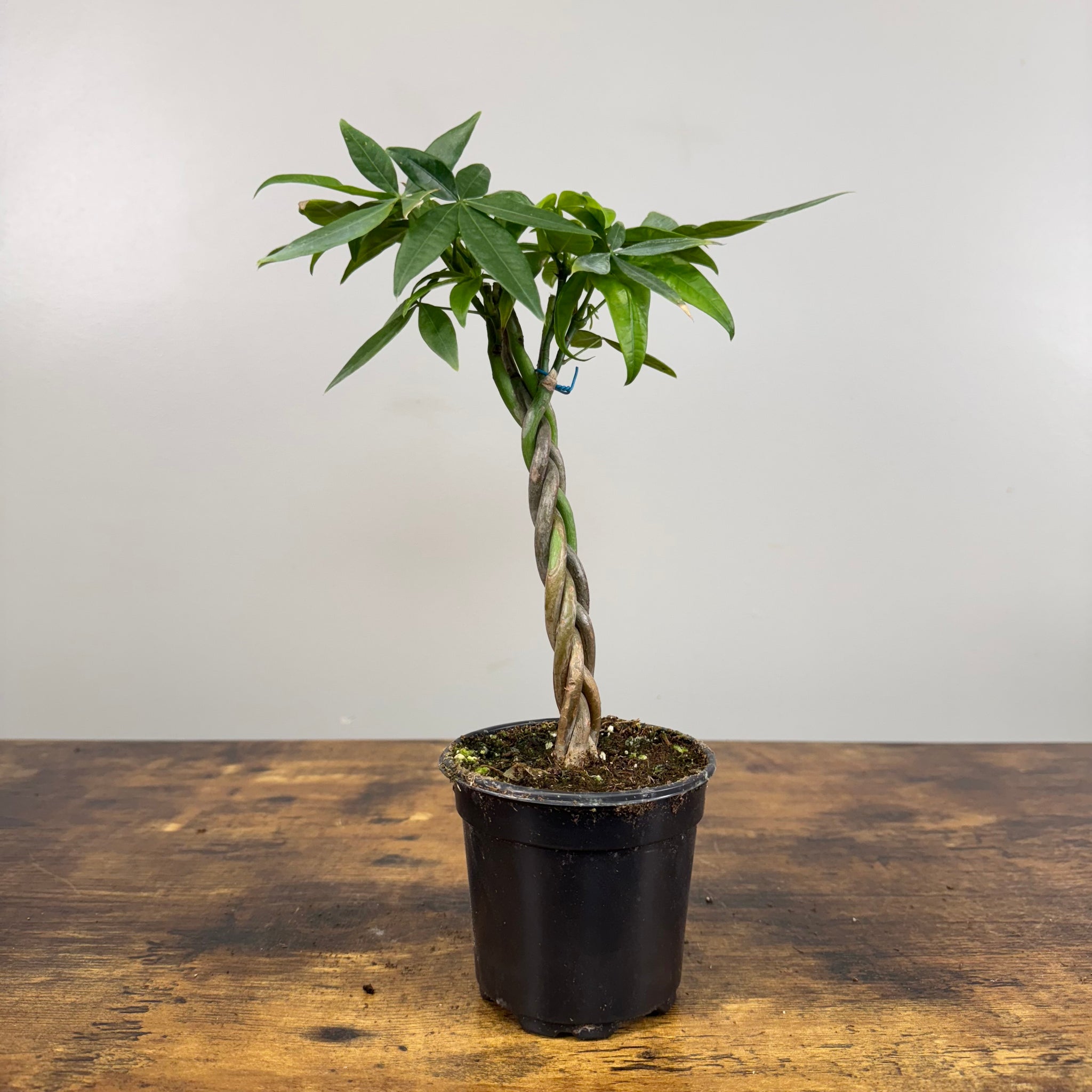 braided money tree near me Pachira 'Money Tree'