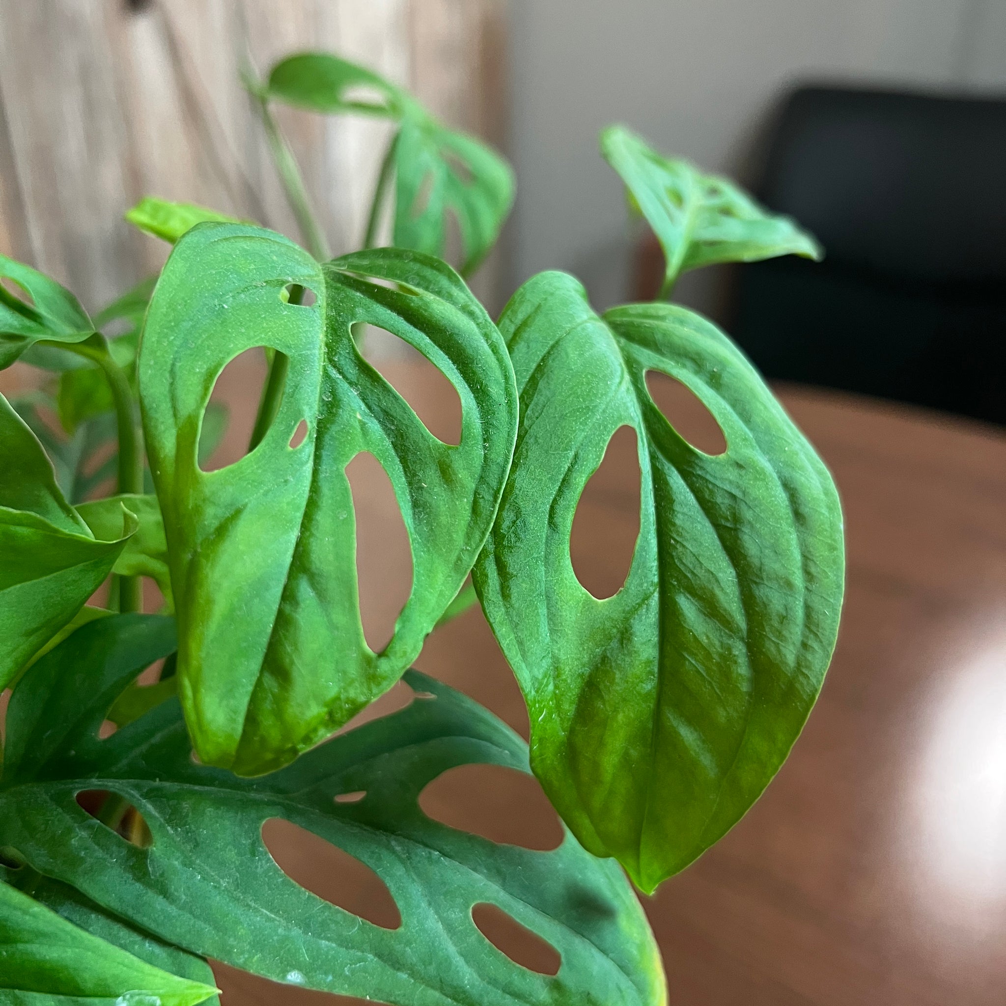 monstera esqueleto Monstera 'Esqueleto' – Wasson Nursery