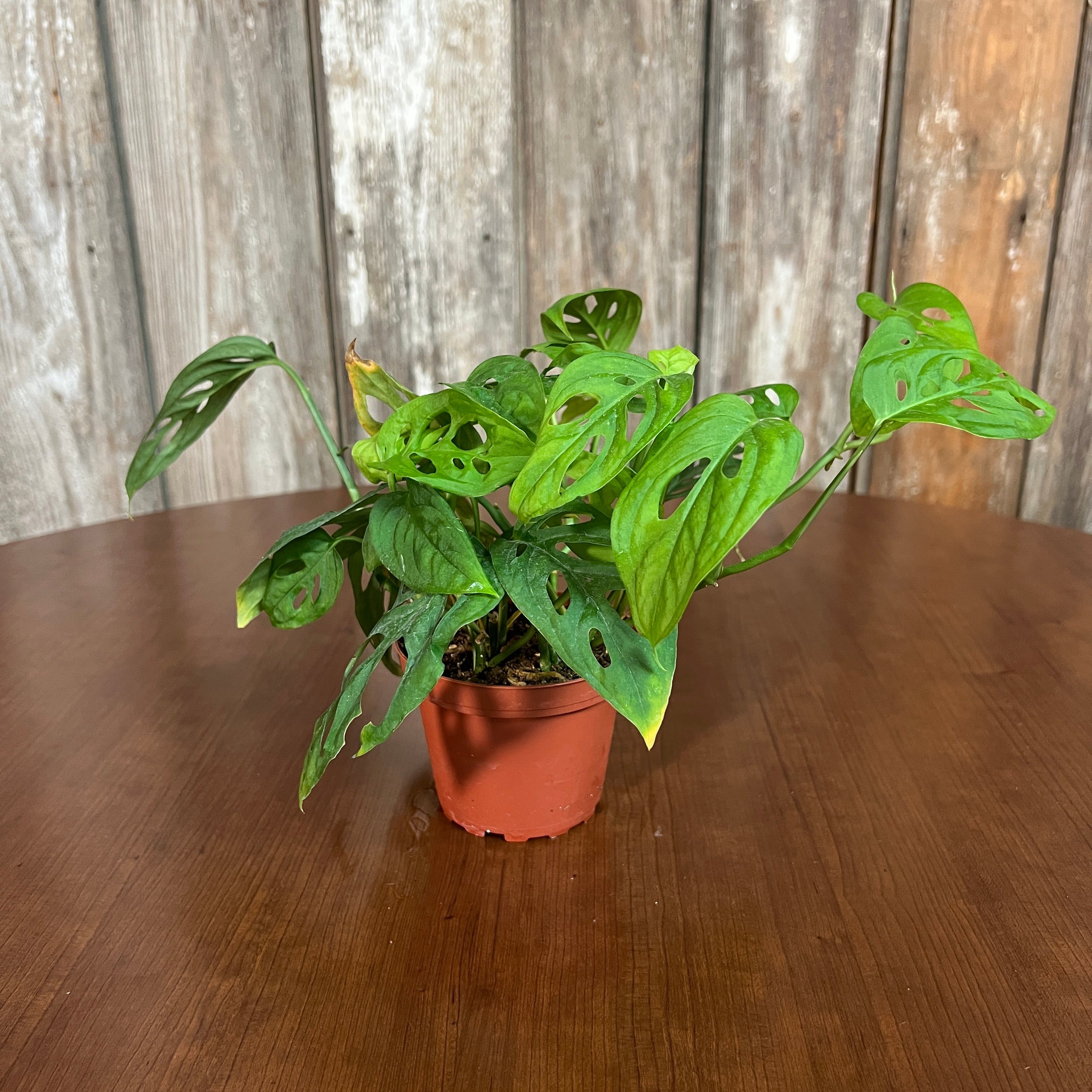 esqueleto monstera Monstera 'Esqueleto' – Wasson Nursery