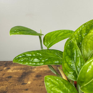 Monstera 'Peru'