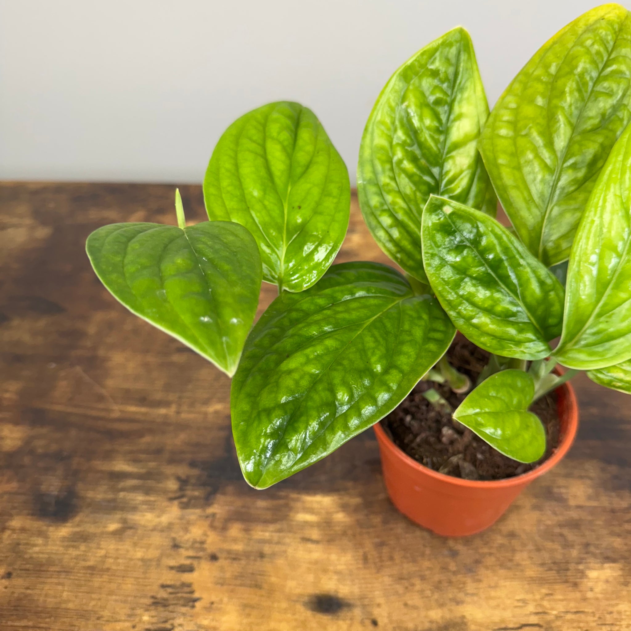 monstera peru plant for sale Monstera 'Peru' – Wasson Nursery
