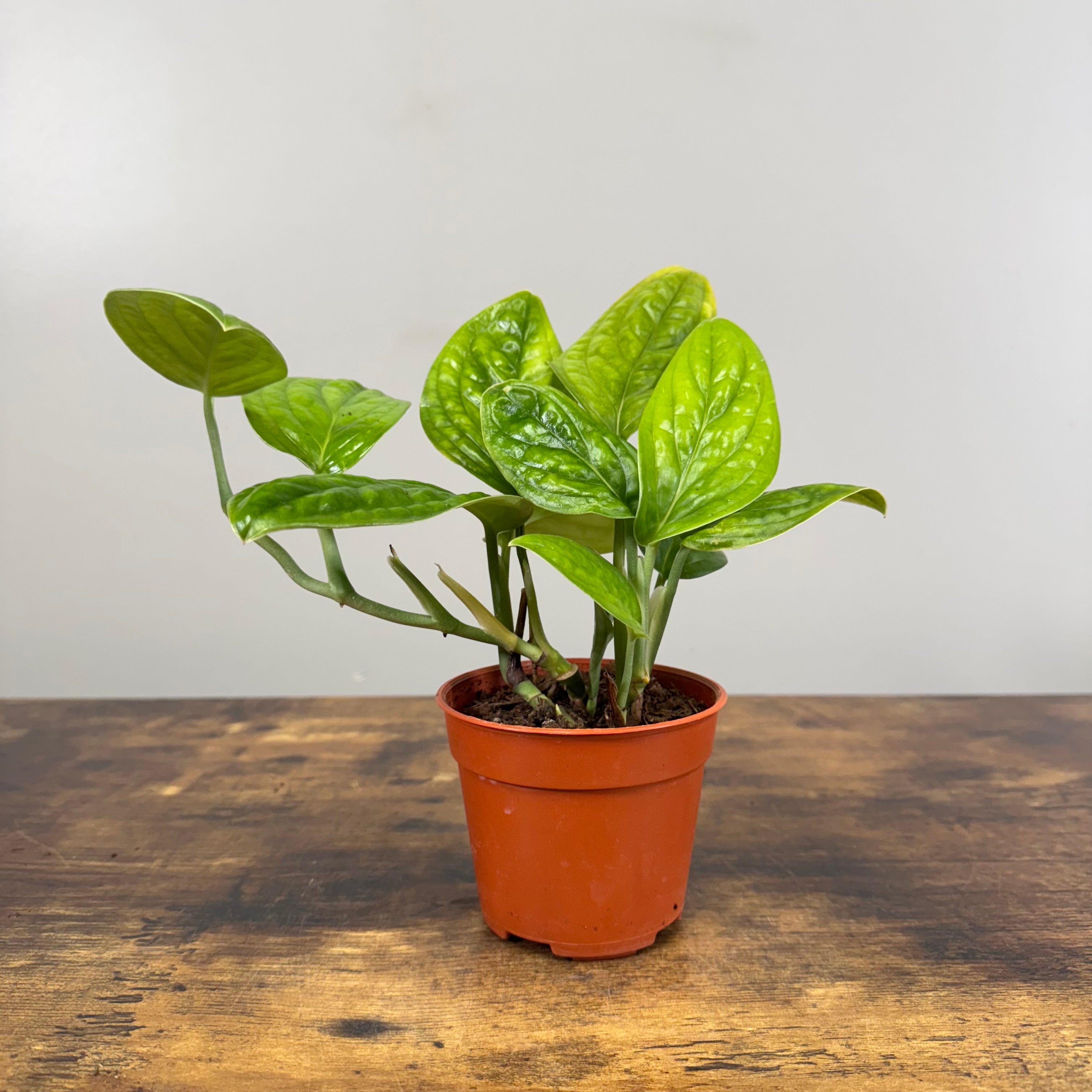 Monstera 'Peru' – Wasson Nursery