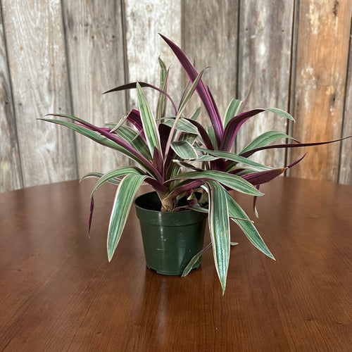 Oyster Plant Tricolor