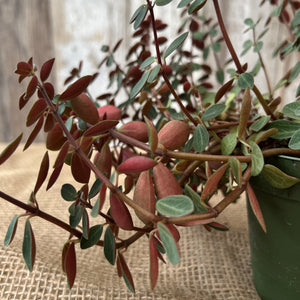 Peperomia 'Double Duty'