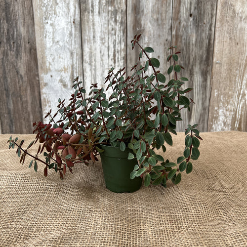 Peperomia 'Double Duty'