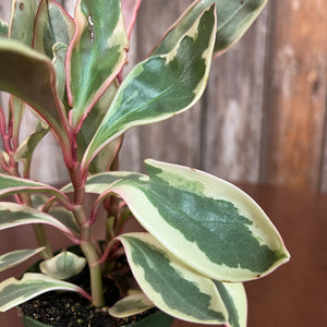 Peperomia 'Ginny'