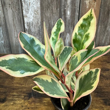 Load image into Gallery viewer, Peperomia &#39;Ginny&#39;