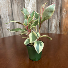 Load image into Gallery viewer, Peperomia &#39;Ginny&#39;