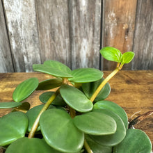 Load image into Gallery viewer, Peperomia Hope