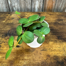 Load image into Gallery viewer, Peperomia Hope