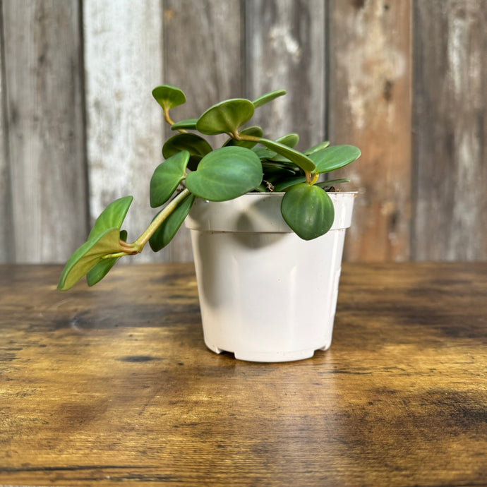 Peperomia Hope