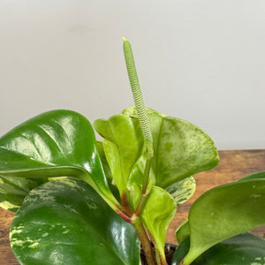 Peperomia 'Marble'