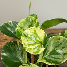 Load image into Gallery viewer, Peperomia &#39;Marble&#39;