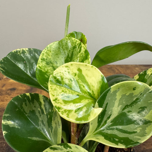 Peperomia 'Marble'