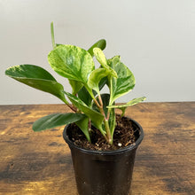 Load image into Gallery viewer, Peperomia &#39;Marble&#39;