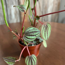 Load image into Gallery viewer, Peperomia &#39;Piccolo Banda&#39;