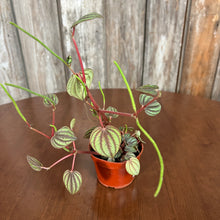 Load image into Gallery viewer, Peperomia &#39;Piccolo Banda&#39;