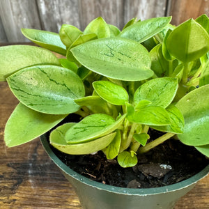 Peperomia 'Pixie Lime'