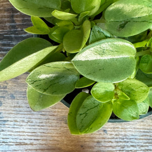 Peperomia 'Pixie Lime'