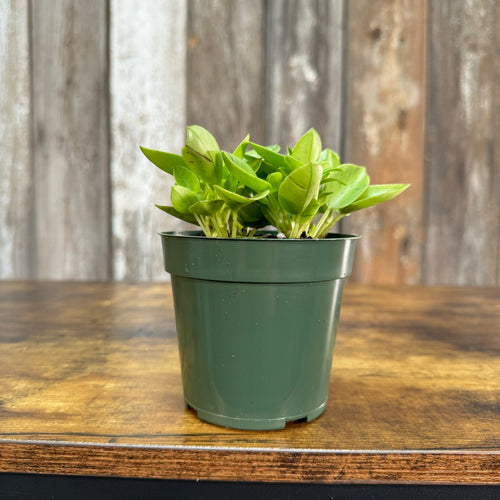 Peperomia 'Pixie Lime'