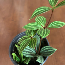 Load image into Gallery viewer, Peperomia &#39;Puteolata&#39;