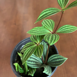 Peperomia 'Puteolata'