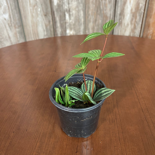 Peperomia 'Puteolata'