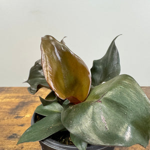 Philodendron 'Black Cardinal'