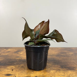 Philodendron 'Black Cardinal'