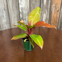 Load image into Gallery viewer, Philodendron &#39;Imperial&#39; Assorted