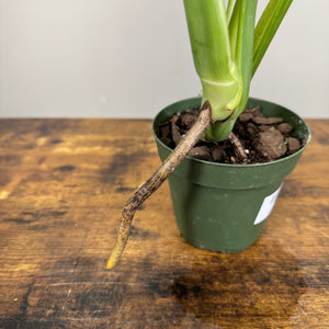 Monstera 'Cutleaf'