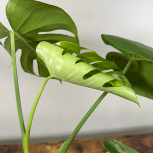 Monstera 'Cutleaf'