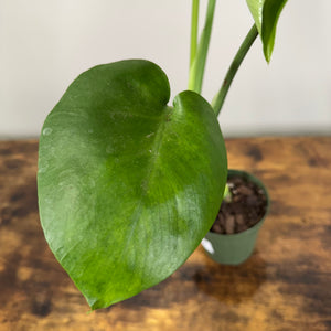 Monstera 'Cutleaf'