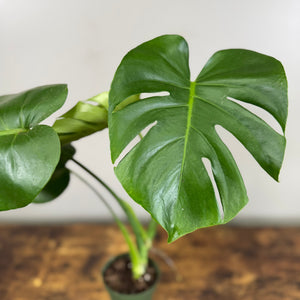 Monstera 'Cutleaf'