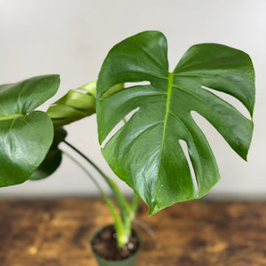 monstera small leaves Monstera 'Cutleaf'