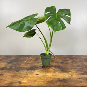 Monstera 'Cutleaf'