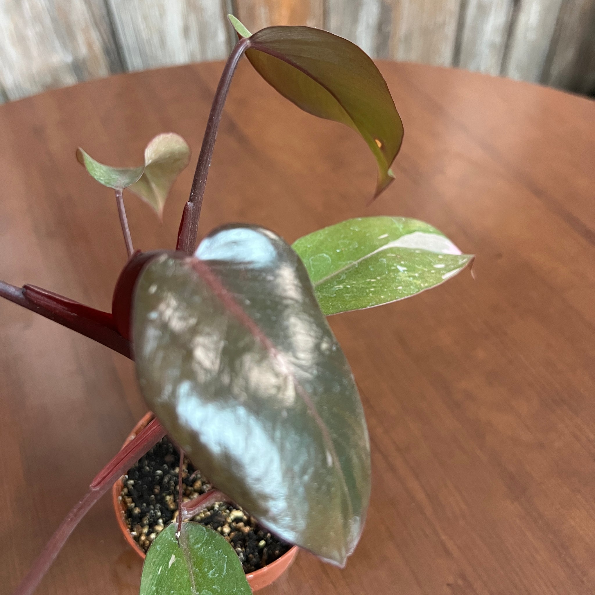 pink philodendron buy Philodendron 'Pink Princess'