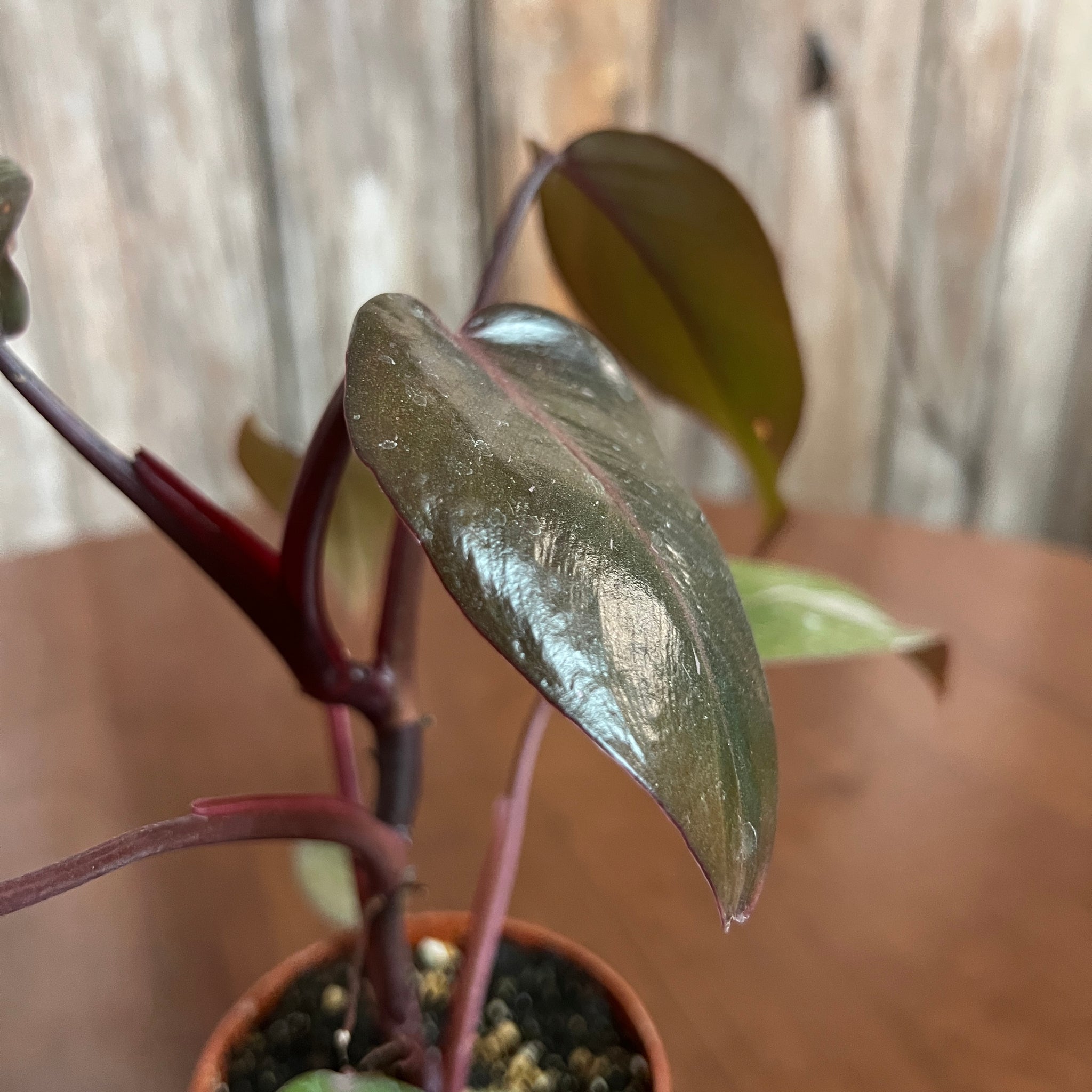philodendron pink princess brown leaves Philodendron 'Pink Princess'