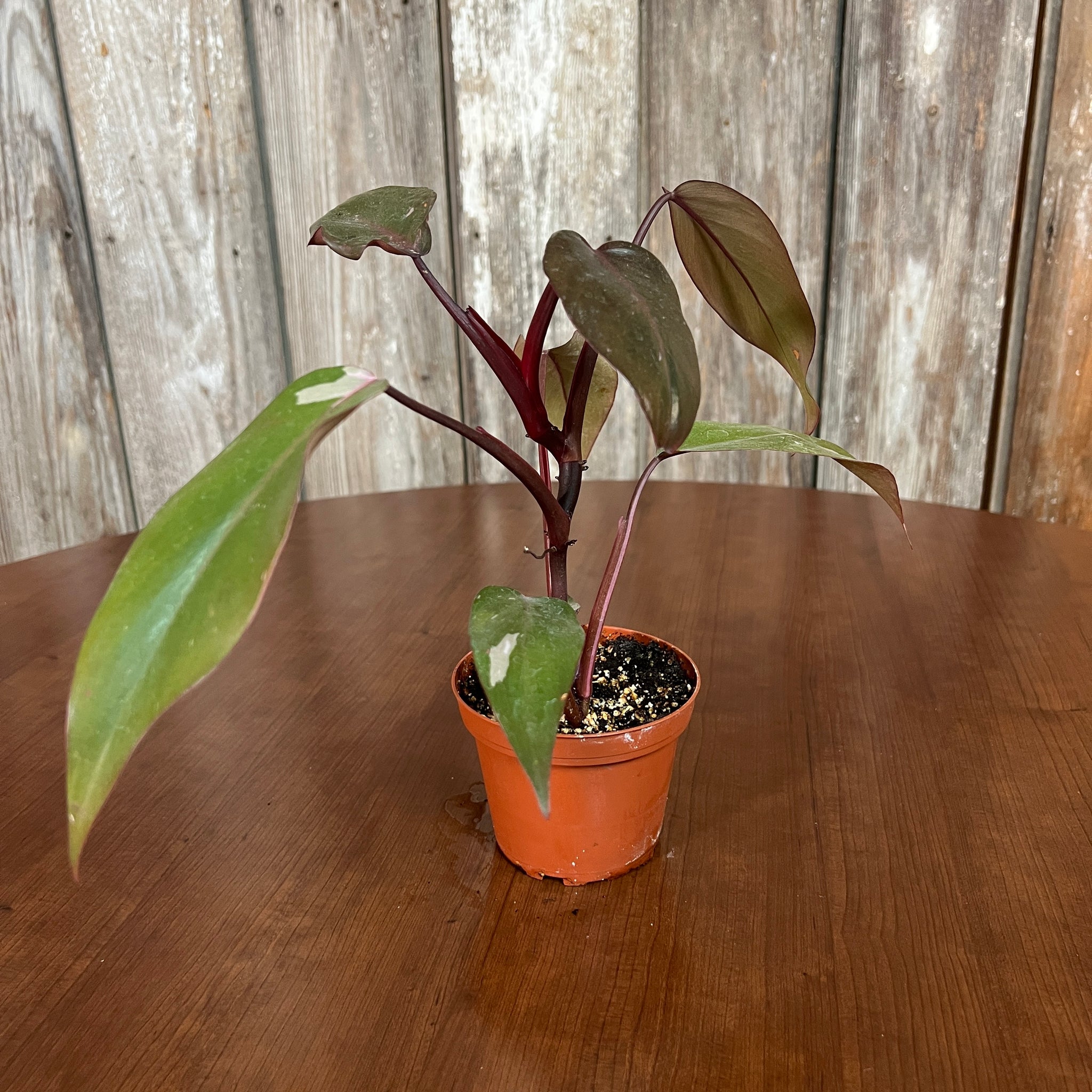 do philodendrons like terracotta pots Philodendron 'Pink Princess'