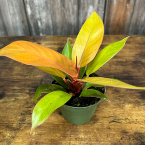 Philodendron 'Prince of Orange'