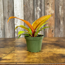 Load image into Gallery viewer, Philodendron &#39;Prince of Orange&#39;